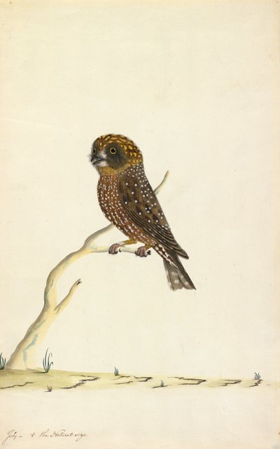 Gufo boobook da The Sydney Bird Painter